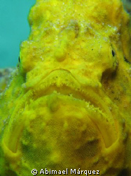 Another froshfish in my recent dive in Puerto Rico by Abimael Márquez 